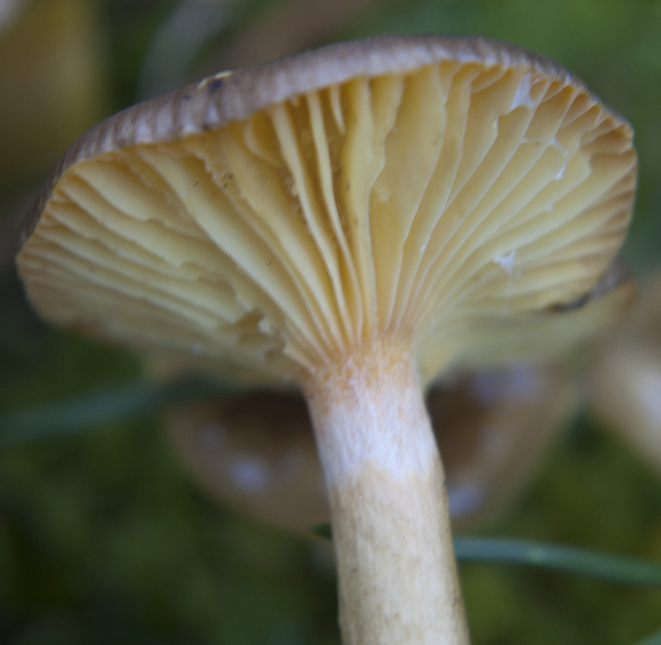 Fungo da determinare